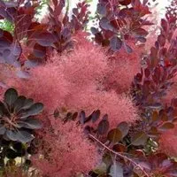 Perückenstrauch 'Royal Purple' Cotinus coggygria 40-60 cm