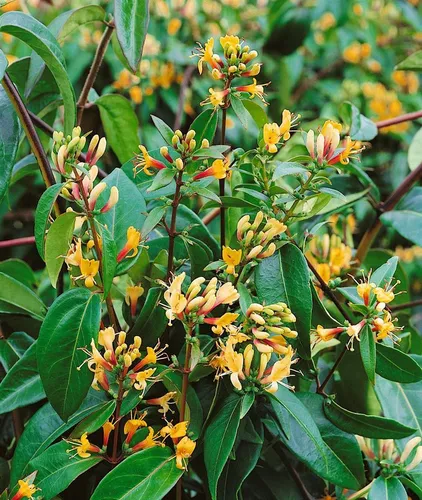 Lonicera Henryi Copper Beauty Geißblatt - Immergrün und duftend - Kletterpflanze mit kupferfarbenen Blättern und duftenden Blüten, ideal für Pergolen und Zäune. Pflegeleicht, winterhart und bienenfreundlich, Wuchshöhe bis 400 cm.