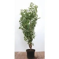Produktbild Portugiesischer Kirschlorbeer Prunus lusitanica 80–100 cm