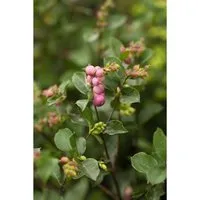 Symphoricarpos doorenbosii 'Magical Candy' Zierstrauch 40-60 cm - Attraktiver Zierstrauch mit roséweißen Blüten und reichlichen, langlebigen Beeren. Ideal für pflegeleichte Hecken, Gruppenpflanzungen oder als Solitär im Garten. Robust und winterhart.