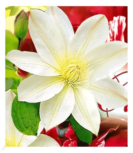 BALDUR Garten 1x Waldrebe Clematis 'Madame Le Coultre' winterhart, Pflanze im 9x9 cm-Topf, Klematis, mehrjährige blühende Kletterpflanze, bienenfreundlich & schmetterlingsfreundlich, Clematis Hybride