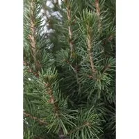 Picea Glauca Conica - Zuckerhutfichte 30–40 cm mit Zapfen - Immergrüne Zuckerhutfichte mit dichtem, kegelförmigem Wuchs. Ideal für Vorgärten oder als Kübelpflanze. Pflegeleicht und wintergrün, bringt sie Struktur in jeden Garten.