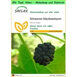 SAFLAX Blumensamen SAFLAX