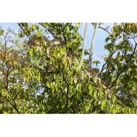 Cornus Sanguinea Roter Hartriegel 40–60 cm