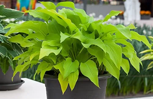 Produktbild Hosta x fortunei 'Sun Power' 9x9 cm Topf – Winterhart, Mehrjährig, Pflegeleicht – Funkie – Staude für Schattenbeet & Kübel