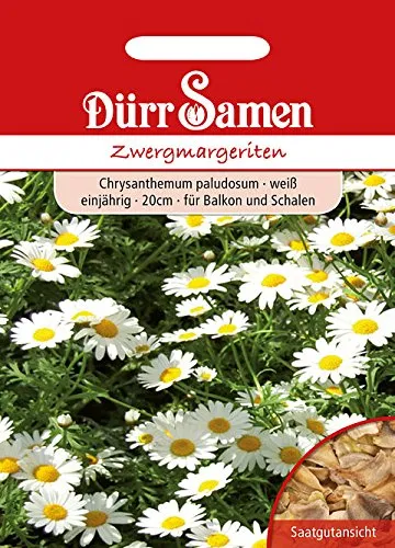 Dürr Samen Zwergmargeriten