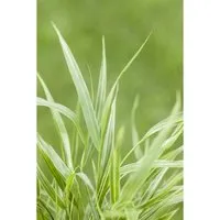 Produktbild Hakonechloa Macra Strip It Rich Japanisches Berggras Ca. 11x11 cm Topf