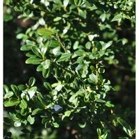 Produktbild Japanische Stechpalme Ilex Glori Gem 25-30cm - ilex crenata
