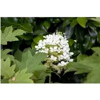 Eichenblatthortensie Hydrangea quercifolia 40-60 cm