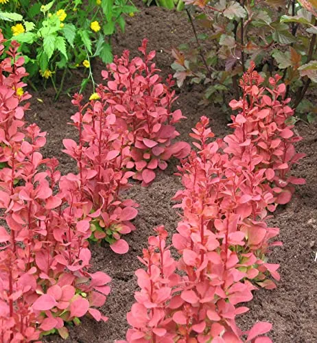 Säulen Beberitze Orange Sunrise 15-20cm, mehrfarbig,Baumschule