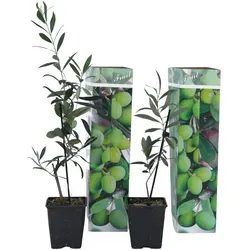 Plant in a Box Olivenbaum - Olea Europaea 2er Set Höhe 25-40cm
