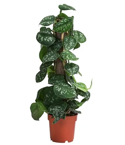 Dehner Gefleckte Efeutute, Scindapsus pictus Argyraeus, Kletterpflanze an Kratistestab gebunden, 50 cm inkl. Pflanztopf, Ø Topf 14 cm, Zimmerpflanze