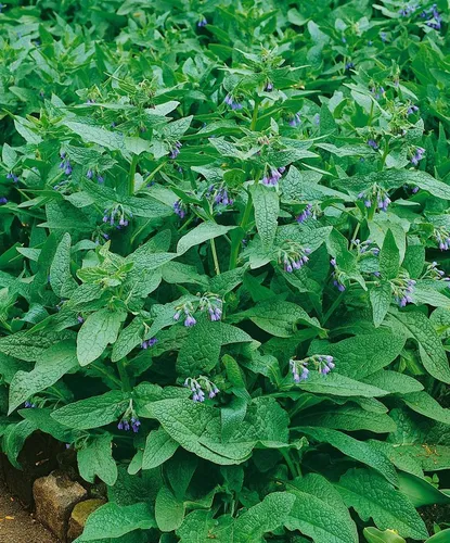 Produktbild Pflanzen für Dich Staude Symphytum azureum, 1 St., Blauer Beinwell, Kaukasus-Beinwell