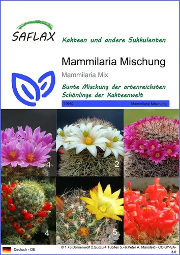 SAFLAX Blumensamen SAFLAX von Saflax