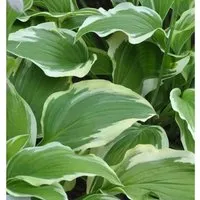 Produktbild Funkie Moerheim - Hosta fortunei