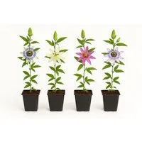 Exotenherz Passionsblume Rainbow 4er Set im 11cm Topf - Entdecken Sie das farbenfrohe 4er Set Passionsblumen, ideal für Balkon und Garten. Jede Sorte bringt einzigartige Blüten und sorgt für exotisches Flair. Pflegeleicht und perfekt für Rankhilfen!