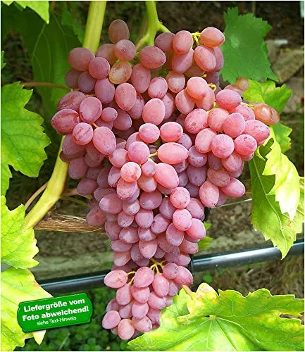 BALDUR Garten Kernlose Tafeltraube Kischmisch rosé, 1 Pflanze, Weinreben, Vitis vinifera Weintrauben