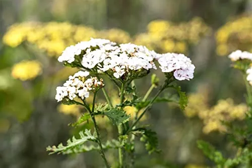 Produktbild Achillea millefolium 'White Beauty'