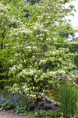 Cornus kousa Teutonia – Japanischer Blumen-Hartriegel - Schöner, aufrecht wachsender Blumen-Hartriegel mit weißen Blüten, ideal für sonnige bis halbschattige Standorte. Perfekt für Gartenliebhaber, die einen Blickfang suchen.