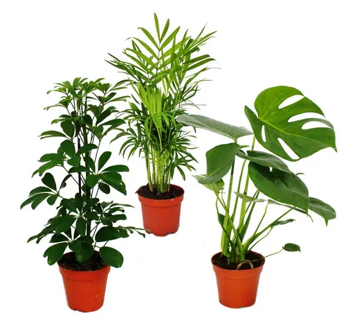 Produktbild Exotenherz Zimmerpflanzen Set Grünes Trio
