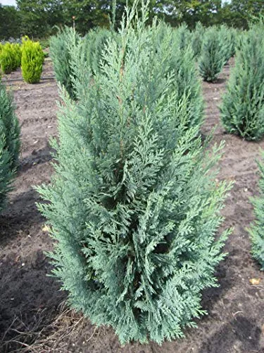 Produktbild Chamaecyparis lawsoniana 'Columnaris'