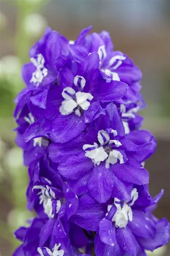 Pflanzen für Dich Staude Delphinium elatum Delphina Dark Blue White Bee, 1 St., Rittersporn