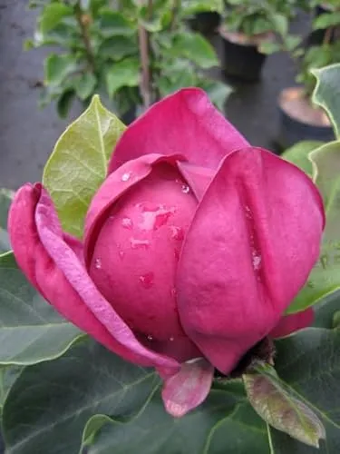 Magnolie Genie ® - Magnolia x soulangiana - Tulpenbaum - Blütengehölz - duftend - 60-80cm