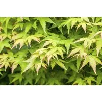 Acer palmatum Bi-Hoo, Japanischer Ahorn - Ziergehölz mit außergewöhnlicher Rindenfarbe, der im Winter warm leuchtet und im Herbst in leuchtenden Farben erstrahlt. Pflegeleicht und ideal für solitäre Pflanzungen oder asiatische Gärten.
