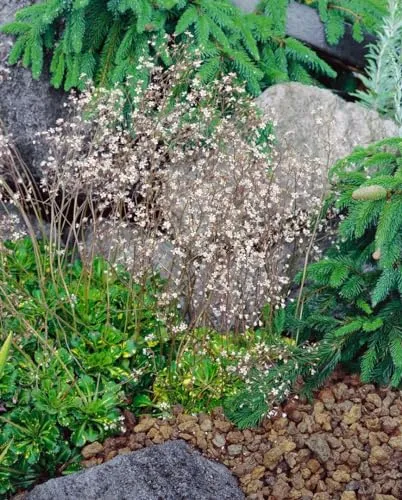 Saxifraga x urbium 'Variegata' 9x9 cm Topf – Winterhart, Immergrün, Pflegeleicht – Steinbrech Variegata – Bodendecker für Steingarten & Beet