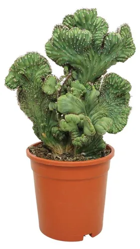 Heidelbeerkaktus Kammform - Myrtillocactus geometrizans cristata - Einzigartiger Säulenkaktus in Kammform, ideal für sonnige Plätze. Die seltene, gewellte Struktur und die stahlblaue Färbung machen ihn zum Blickfang in jeder Sammlung. Topfgröße: 17 cm, Gesamthöhe: ca. 35-45 cm.