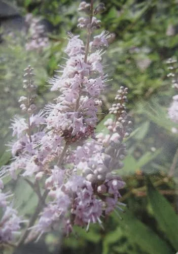 Mönchspfeffer Pink Pinnacle von Baumschule