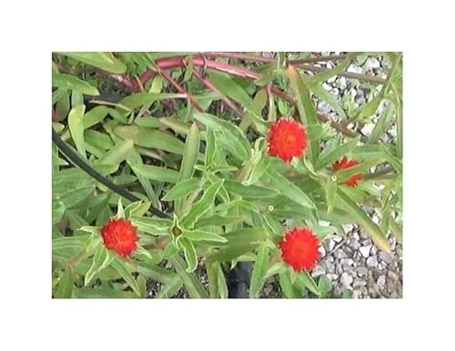 Stk - 30x Kugelamaranth Strawberry fields (Gomphrena) - Duftwicke Samen Garten KS33 - Seeds & Plants Shop by Ipsa