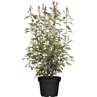 Produktbild Photinia fraseri 'Red Robin' – Winterharte, immergrüne Heckenpflanze
