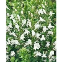Lobelia Siphilitica Alba Blaue Lobelie Ca. 9x9 cm Topf