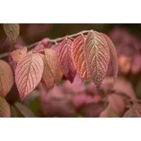Viburnum plicatum 'Mariesii', Japanischer Schneeball, 30–40 cm - Blumen & Stauden – Auffällige Blütenpracht mit duftenden, weißen Blütenständen, ideal für Garten, Hecke oder Kübel, winterhart bis -20 °C.