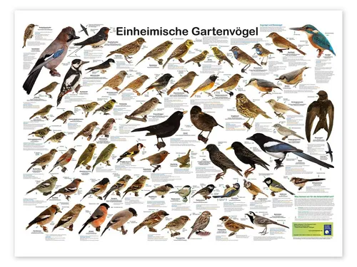 Posterlounge Einheimische Gartenvögel Poster