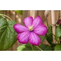 Clematis Hybride Ville De Lyon Waldrebe Karminrot 80–100 cm