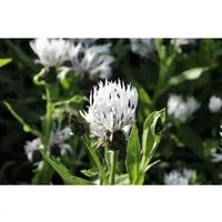 Centaurea Montana Alba Bergflockenblume Ca. 9x9 cm Topf