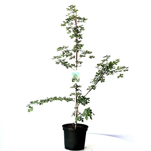 Feldahorn Acer campestre Maßholder Großstrauch Kleinbaum Heister ca. 60-80 cm3 Liter Topf