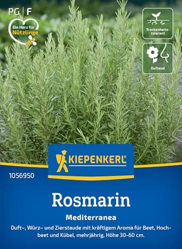 Kiepenkerl Rosmarinsamen Mediterranea 1056950 - mehrjährige Duft-, Würz- und Zierstaude mit kräftigem Aroma - circa 30-60cm - Pflanzen Samen, Saatgut, Kräutersamen