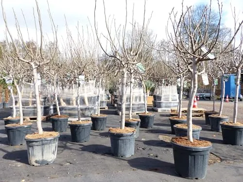 gruenwaren Jakubik Feigenbaum 180 cm – Winterhart und kräftiger Stamm - Baumsamen & -pflanzen: Ficus Carica mit starkem Stamm und schön verzweigter Krone, ideal für Gärten oder Kübel. Absolut winterhart und in Premiumqualität.