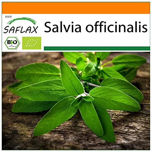 SAFLAX - Garden in the Bag - BIO - Salbei - 60 Samen - Mit Anzuchtsubstrat im praktischen, selbst aufstellenden Beutel - Salvia officinalis