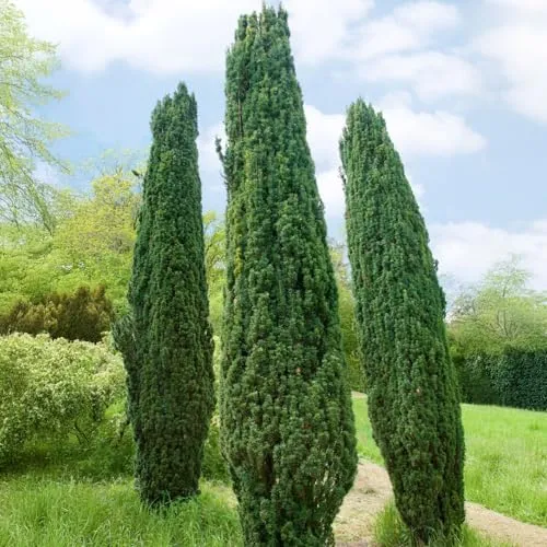 Pflanzen-Kölle Pflanzen von Pflanzen-Kölle