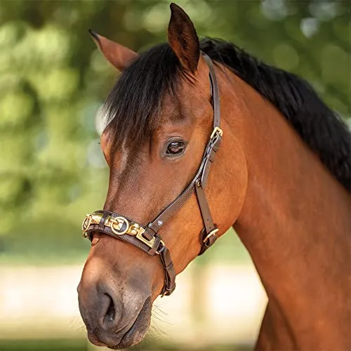 BUSSE Kappzaum ANATOMIX für Vollblut/Warmblut in braun von Busse
