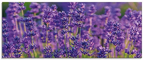 ARTland Wanddeko Glasbilder Wandbild Glas Bild einteilig 125x50 cm Querformat Blumen Blüten Blumenwiese Lavendel Feld Natur Landschaft T4XT