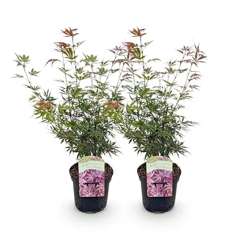 GreenboutiQ - Balkonpflanze - Japanischer Ahorn - Acer palmatum Jerre Swarts - Dunkelrot - 2 Pflanzen - Laubabwerfend - Topf 19cm Höhe 70cm
