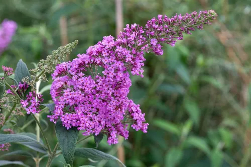 Buddleja Davidii Schmetterlingsstrauch Pink Delight 100-125 cm - Buddleja Davidii 'Pink Delight' ist ein blühender Zierstrauch mit leuchtenden, langen Rispen. Ideal für sonnige Standorte, bringt er sommerliche Farben in jeden Garten und ist pflegeleicht. Perfekt für Kübel oder als Solitär.