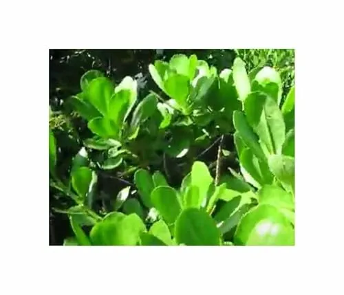 Stk - 10x Scaevola taccada - Meersalat Pionierpflanze essbar Pflanzen - Samen ID1760 - Seeds & Plants Shop by Ipsa