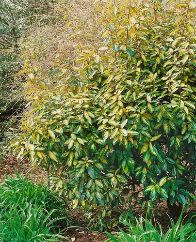 Pflanzen für Dich Gehölze Elaeagnus ebbingei Limelight, 1 St. - Bäume, Sträucher & Hecken - Ideal für sonnige bis halbschattige Standorte, robust und pflegeleicht mit buschiger Wuchsform.