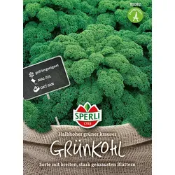 Grünkohl Halbhoher grüner krauser
